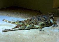 /album/fotogalerie-zoo-protivin-krokodyli-zoologicka-zahrada/gavial-sundsky-jpg1/
